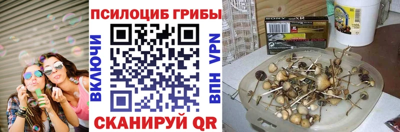 купить закладку  Цимлянск  Псилоцибиновые грибы Psilocybe 